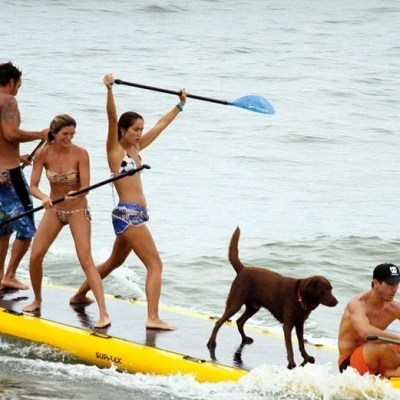 a dog swimming in a body of water