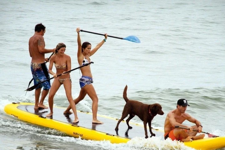 a dog swimming in a body of water