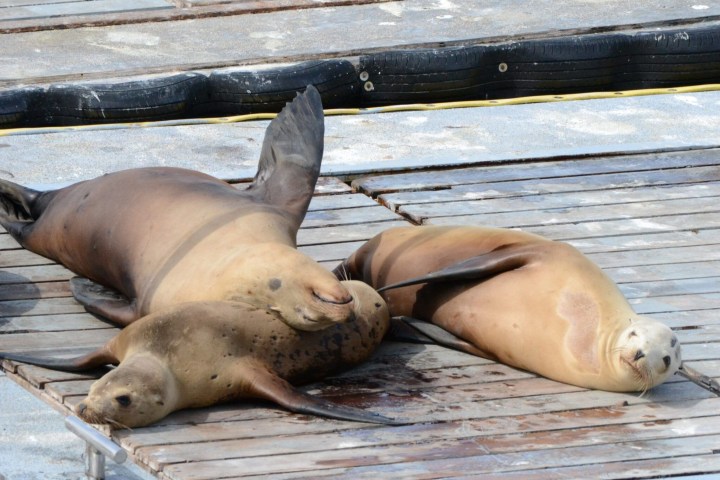 a seal lying on the ground